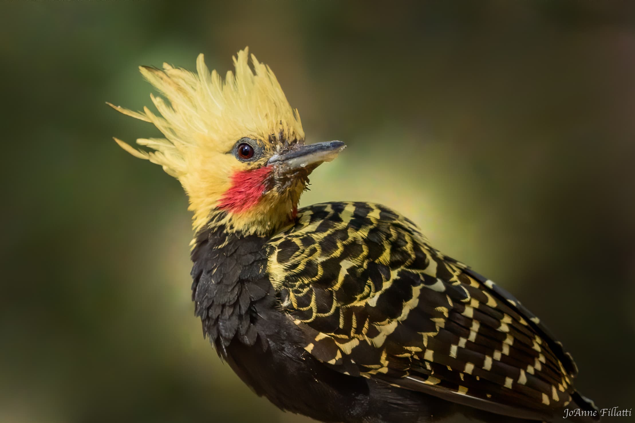 A close-up of a blonde-crested woodpecker